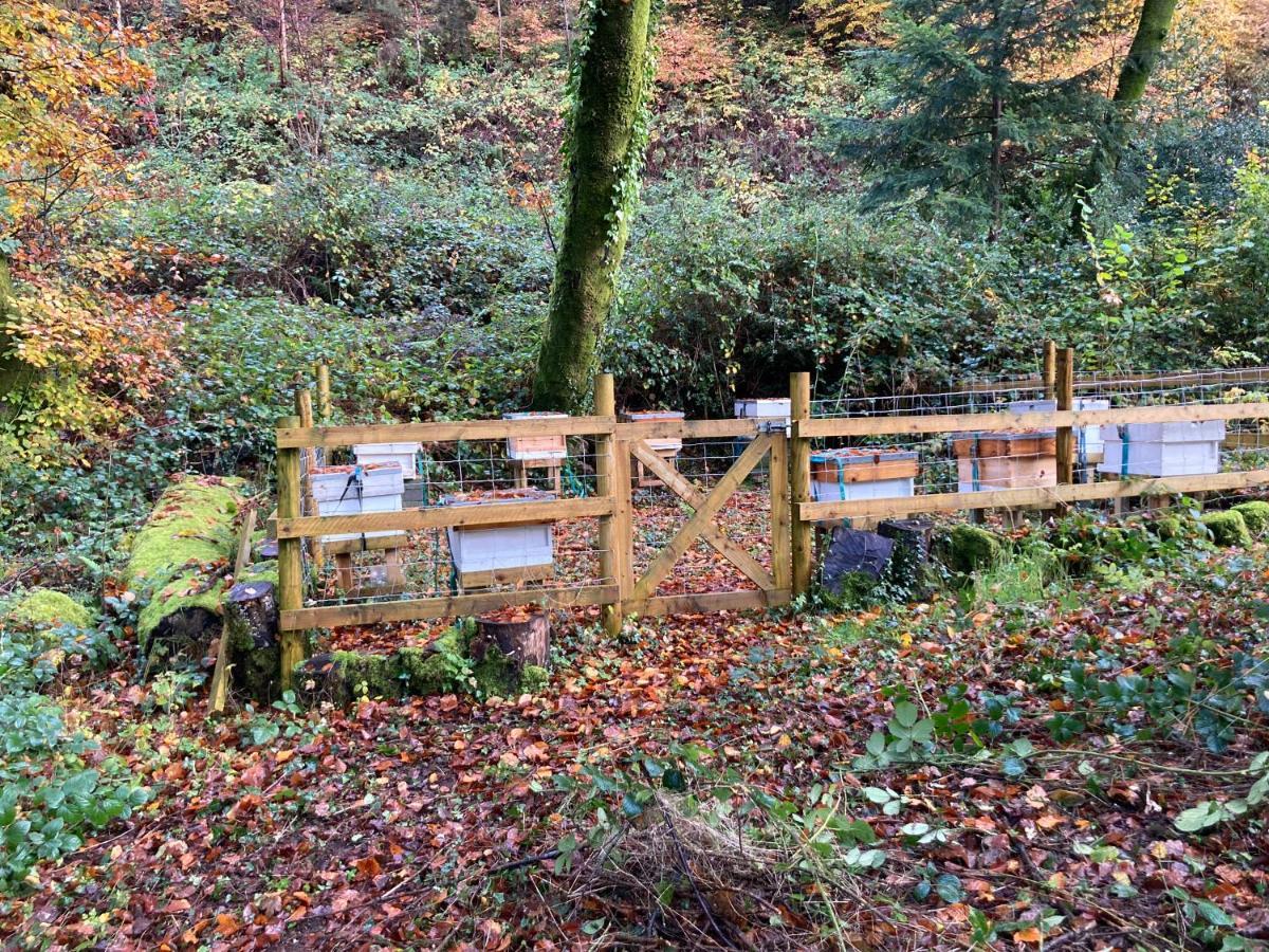 Honey Bee Cabin Llandysul Buitenkant foto