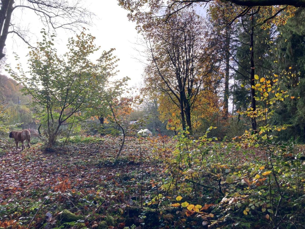 Honey Bee Cabin Llandysul Buitenkant foto